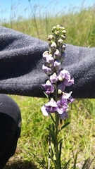 Angelonia integerrima