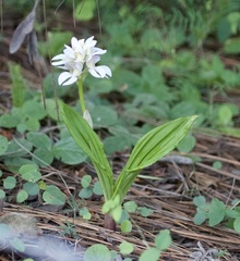 Govenia liliacea