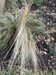 Poa