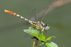 Arigomphus lentulus