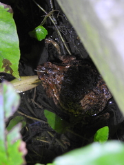 Ingerophrynus biporcatus