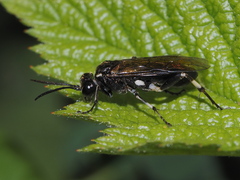 Macrophya albicincta
