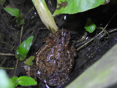 Ingerophrynus biporcatus