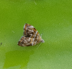 Choreutis orthogona