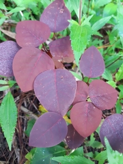 Euphorbia cotinifolia
