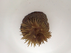 Actinia cari