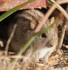 Rhabdomys pumilio