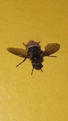 Entomophthora