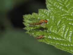Chrysopilus asiliformis