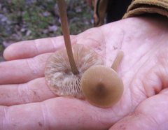 Entoloma conferendum