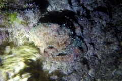 Octopus cyanea