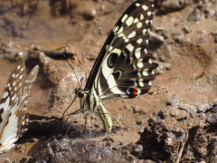 Papilio demodocus