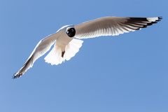 Chroicocephalus serranus