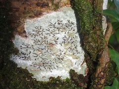 Phaeographis dendritica