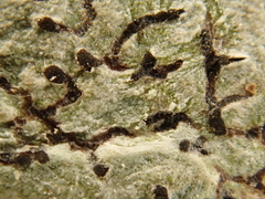 Phaeographis dendritica