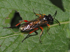 Macrophya rufipes
