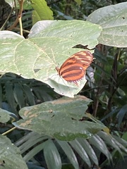 Heliconius