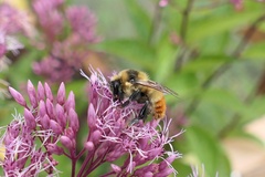 Bombus rufocinctus