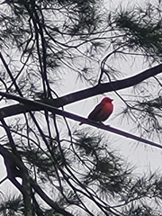 Foudia madagascariensis