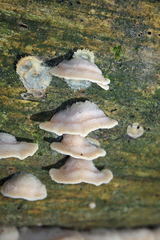 Merulius tremellosus