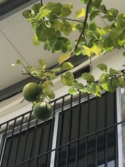 Citrus × latifolia
