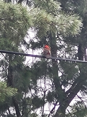 Foudia madagascariensis