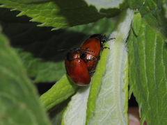 Chrysolina polita