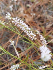 Polygonella robusta