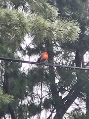 Foudia madagascariensis