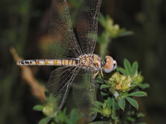 Selysiothemis nigra