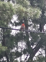 Foudia madagascariensis