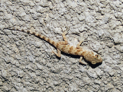 Tenuidactylus caspius