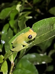 Boophis viridis
