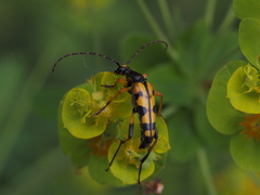 Rutpela maculata