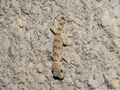 Tenuidactylus caspius