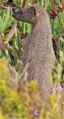 Herpestes pulverulentus