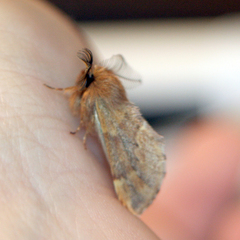 Ptilophora plumigera