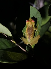 Boophis tasymena