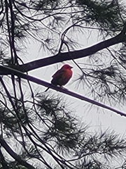 Foudia madagascariensis