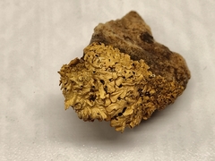 Xanthoparmelia pulla