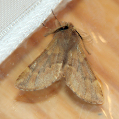 Ptilophora plumigera