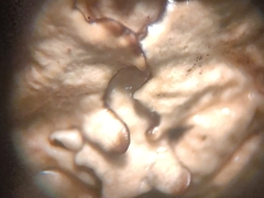 Xanthoparmelia pulla