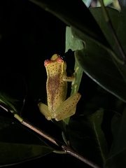 Boophis tasymena