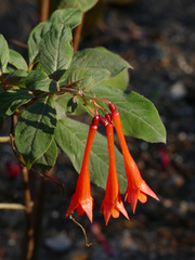 Fuchsia triphylla