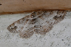 Paradarisa consonaria