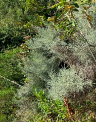 Seriphium passerinoides