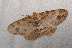 Paradarisa consonaria