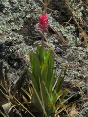 Aechmea distichantha