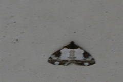 Melanthia procellata