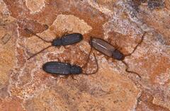 Uleiota planata